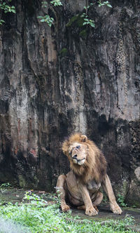 Lion in zoo