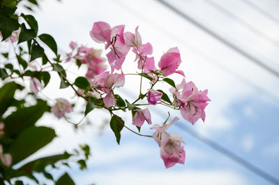 Close-up of pink bougainvillea blooming on tree against sky