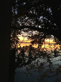 Silhouette trees by lake in forest against sky at sunset