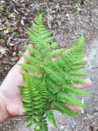 Close-up of hand holding leaf