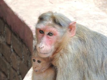 Close-up of monkey looking away