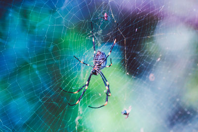 Close-up of spider on web