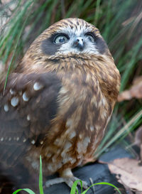 Close-up portrait of a bird