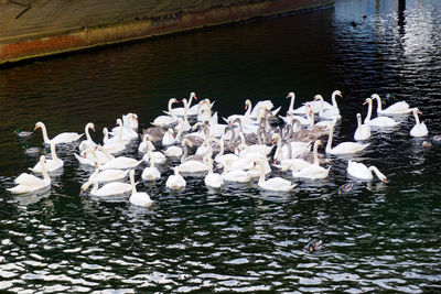 High angle view of white swans swimming in lake