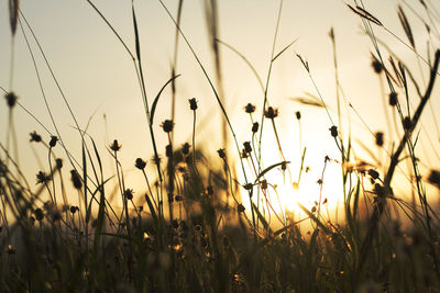 Close-up of stalks in field against sunset sky