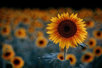 Close-up of sunflower on plant