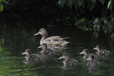 Ducks swimming in lake