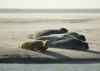 Seals resting in the sun on a sandbank at the dutch  nordsea coast horizon at background