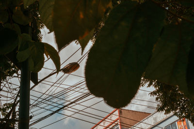 Low angle view of fruits hanging on tree against sky