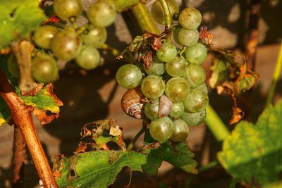 Close-up of grapes growing on tree