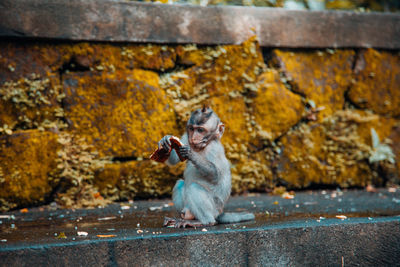 Monkey sitting on wall