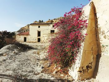 Low angle view of flowering plants by old building