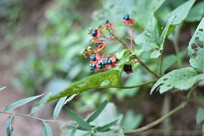 Close-up of ladybug on plant