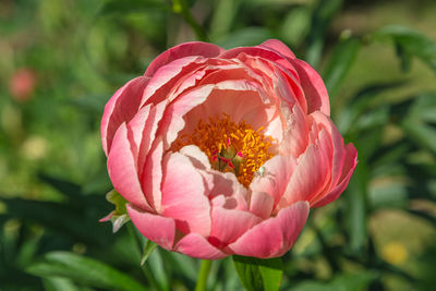 Herbaceous peony coral charm in flowers garden