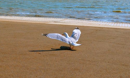 High angle view of bird on beach