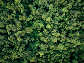 Full frame shot of plants