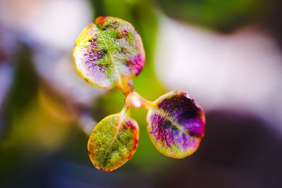 Close-up of purple flowering plant