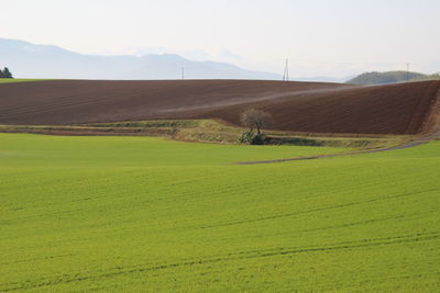 Scenic view of agricultural field against sky