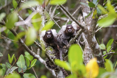 Close-up of monkey