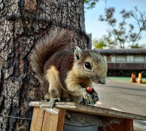 Close-up of squirrel on tree trunk