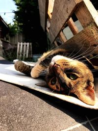 Close-up of dog relaxing outdoors