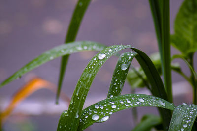 Close-up of water drops on plant during rainy season