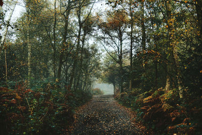 Narrow pathway along trees in forest