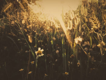 Close-up of wheat blooming in field