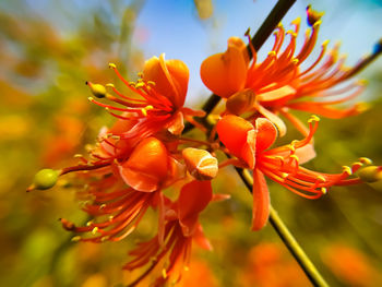Capparis flowers blooming on a branch in winter season