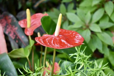 Close-up of red rose flower