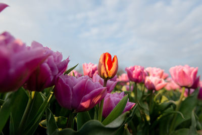 Close-up of pink tulip flowers