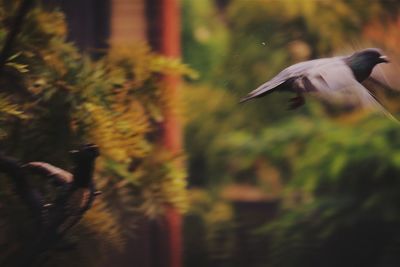 Close-up of bird flying against blurred background