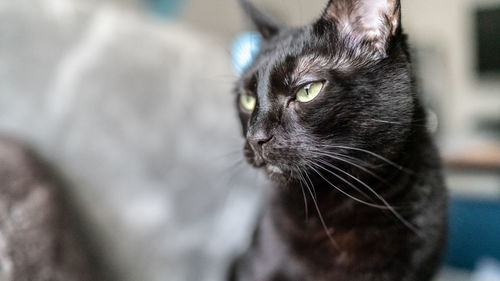 Close-up of cat looking away