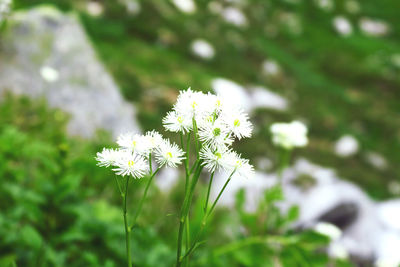 Close-up of white flowering plant on field