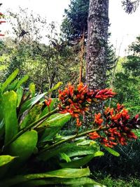 Red flowers growing on tree