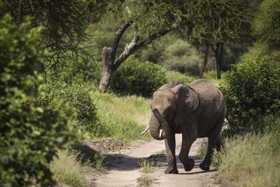 Elephant walking on road amidst trees