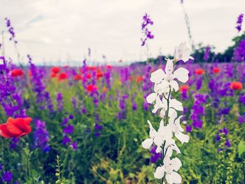 Close-up of purple flowers blooming against sky
