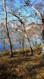 Trees in forest