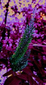 Close-up of purple flowers