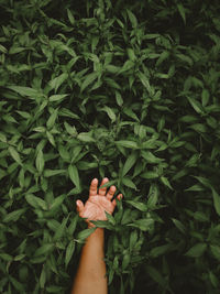 High angle view of person touching leaf