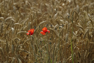 Close-up of red poppy flowers on field