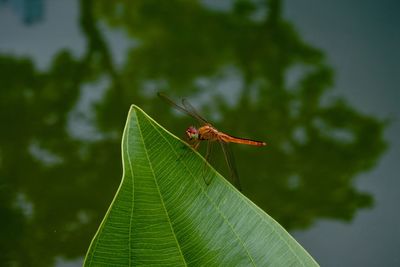 Close-up of insect on plant