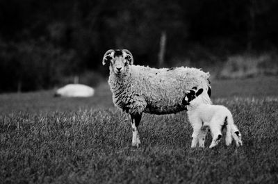 Sheep grazing on grassy field