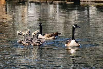 Ducks swimming on lake