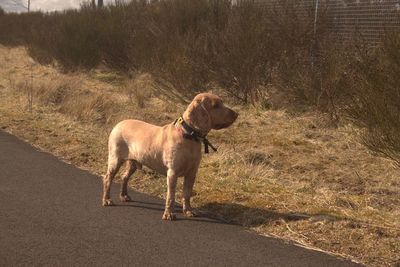 Dog walking on road