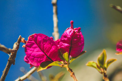 Close-up of pink flowering plant