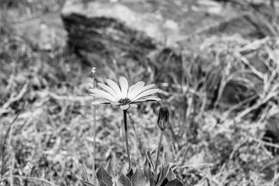 Close-up of flowering plant on field