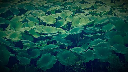 Close-up of green leaves