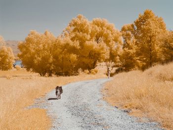 Dog on road amidst trees in infrared