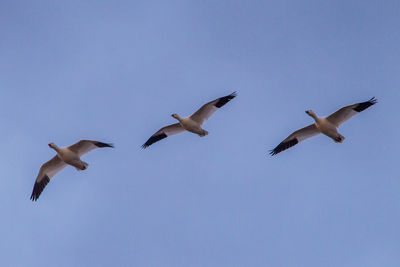 Low angle view of seagulls flying